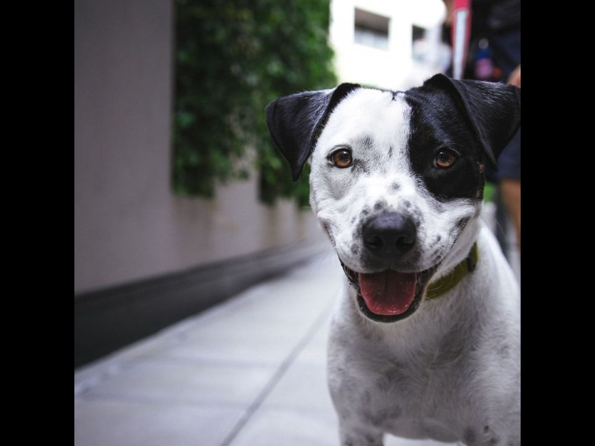 Que faire si mon chien mord quelqu'un ? 🐶

1⃣  Je fais une déclaration en mairie et je prévois une évaluation comportementale par un vétérinaire....