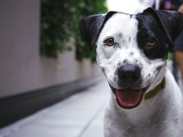 Que faire si mon chien mord quelqu'un ? 🐶

1⃣  Je fais une déclaration en mairie et je prévois une évaluation comportementale par un vétérinaire.
2⃣ Une...